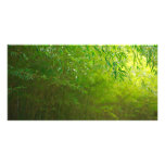 Bamboo forest picture card