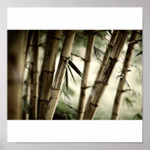 Bamboo forest