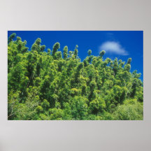Bamboo Forest Posters