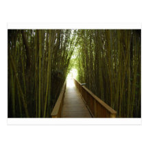 Bamboo Forest  Trail Post Card
