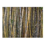 Bamboo in Hilo, Hawaii - Postcard