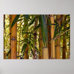 Bamboo Jungle Poster