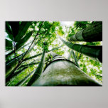 Bamboo posters