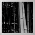 Bamboo posters