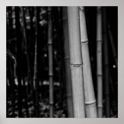 Bamboo Poster by terrography