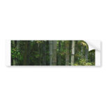 Bamboo Thicket. Bumper Stickers