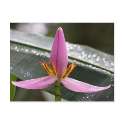 Banana Flower Blossom Postcard by JL_Hawkins