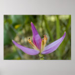 Banana Flower Poster