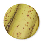 Banana Fruit Magnet