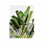 Banana Green Plant On White Wall Photo Sculptures