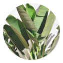 Banana Green Plant On White Wall stickers