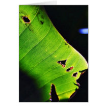 Banana Leaf At Balboa Park In San Diego Card