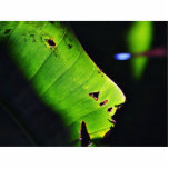 Banana Leaf At Balboa Park In San Diego photo sculptures