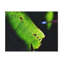 Banana Leaf At Balboa Park In San Diego Post Card