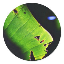Banana Leaf At Balboa Park In San Diego Stickers