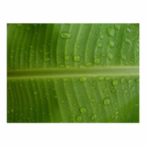 Banana Leaf Photo Cutout