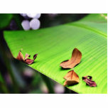 Banana Leaf Photo Cutouts
