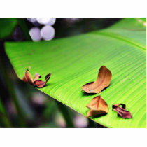 Banana Leaf Photo Cutouts