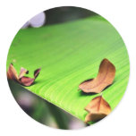Banana Leaf Sticker