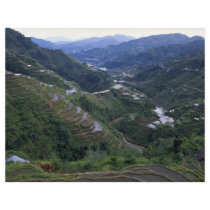 Banana rice terraces, Philippines Flyer Design