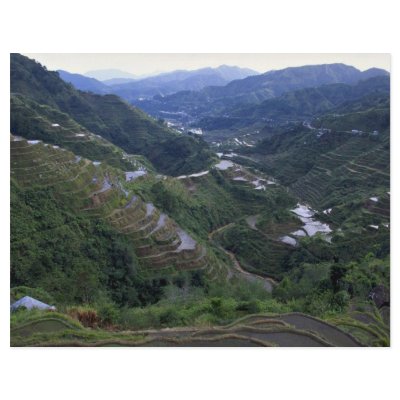Banana rice terraces, Philippines Flyer Design by beautifulclicks