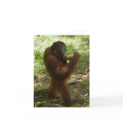 Banana Snack by Krista_Orangutan