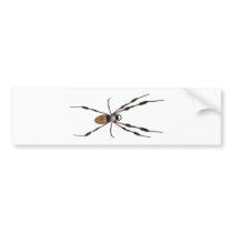 Banana spider bumper sticker