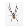 Banana spider post card