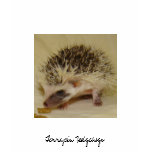 Banana Split  Terrapin Hedgehogs t-shirts