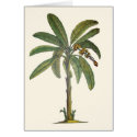 Banana Tree Botanical cards