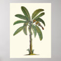 Banana Tree Botanical posters