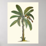 Banana Tree Botanical posters