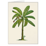 Banana Tree Pen and Ink cards