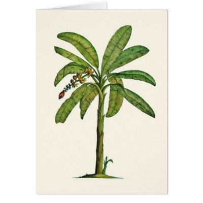 Banana Tree Pen and Ink Cards by joeyartist