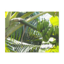 Banana Tree Post Card