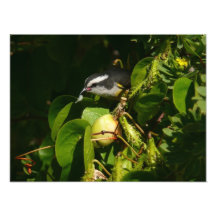Bananaquit Bird Photo Print