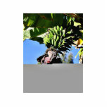 Bananas Fruit Photo Cut Out