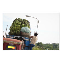 Bananas Photo Print