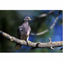 Band-tailed Pigeon Photo Sculpture