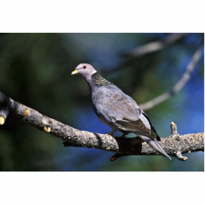 Band-tailed Pigeon Photo Sculptures by animalpark