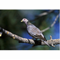 Band-tailed Pigeon Photo Sculptures