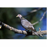 Band-tailed Pigeon photo sculptures