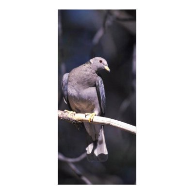 Band-tailed Pigeon Rack Card Design by animalpark