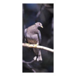 Band-tailed Pigeon rack cards