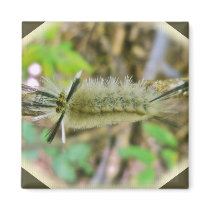 Banded Tussock Moth Caterpillar Magnet