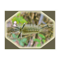 Banded Tussock Moth Caterpillar Postcard