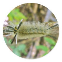 Banded Tussock Moth Caterpillar Stickers