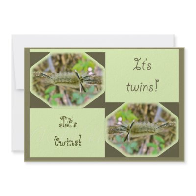 Banded Tussock Moth It's Twins Baby Announcement by CarolsCamera