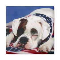 Bandit the Boxer Refrigerator Magnet