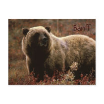 Banff grizzly bear postcard